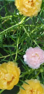 Yellow and pink flowers with green leaves wallpaper.