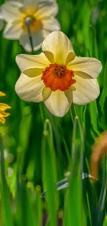 Vibrant spring flowers with green leaves in sunlight.