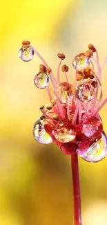 Close-up of vibrant flower with droplets on yellow background.