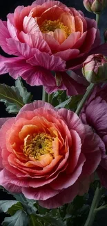 Vibrant pink peony flowers on a dark background.