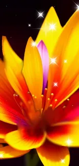 Vibrant orange flower with sparkling stars.