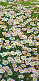 Field of abundant white and pink daisies with green leaves.