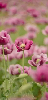 Vibrant pink poppies in a lush field, perfect for mobile wallpaper.