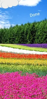 Vibrant floral field under clear blue sky.