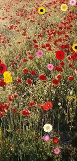 Vibrant wallpaper of red poppies and colorful flowers in a lush green field.