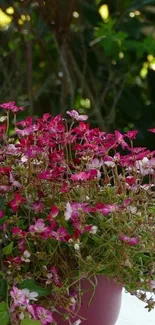 Mobile wallpaper of vibrant pink flowers in a garden setting.