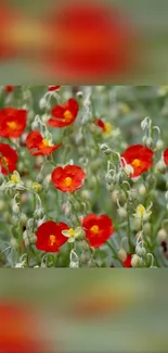 Lush garden with vibrant red flowers and green leaves.