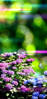 Colorful hydrangeas and butterflies in a vibrant garden setting.