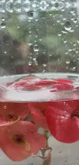 Vibrant red flowers submerged in glass with water droplets.