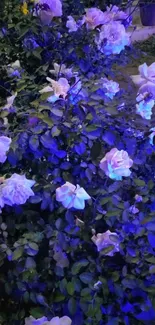 Blooming roses glowing under blue light at night.