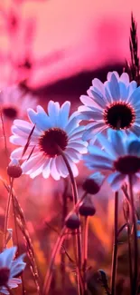 Vibrant daisies glowing against a pink sunset backdrop.