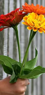 Hand holding vibrant red, orange, and yellow flowers against a rustic fence.