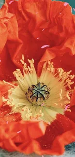 Red poppy and heart on soft blue background.