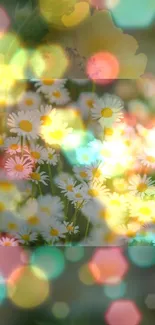 Daisy flowers with colorful hexagon bokeh, vibrant wallpaper.