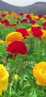 Vibrant red and yellow flowers on a green hillside.