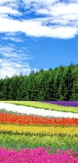 Colorful flower fields under a bright blue sky.