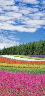 Colorful flower field under blue sky wallpaper.