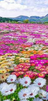 Vibrant flower field with mountains and blue sky in the background.