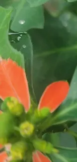 Vibrant wallpaper with green leaves and orange flowers.