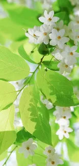 Green leaves and white flowers wallpaper with vibrant nature theme.