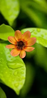 Orange flower with raindrops on green leaves wallpaper.