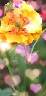 Yellow flower with pink heart bokeh background.