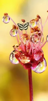 Macro photograph of flower with dewdrops and butterfly on a vibrant background.