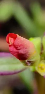 Colorful macro shot of a budding flower with red petals.