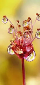 Close-up of a flower with dewdrops against a vibrant yellow background.