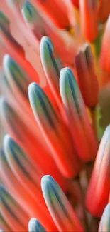 Vibrant red-orange flower petals with hints of blue in macro photography.