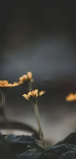 Minimalist wallpaper with yellow flowers on a dark background.