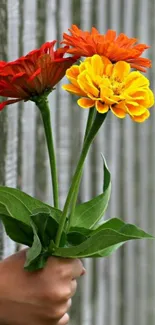 A hand holding vibrant red, orange, and yellow flowers.