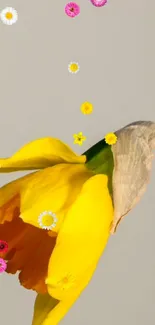 Yellow daffodil with colorful flowers on gray background.