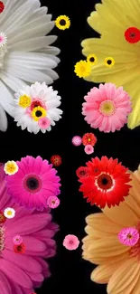 Mobile wallpaper with vibrant gerbera daisies on a black background.