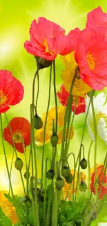 Vibrant poppies with a green background mobile wallpaper.