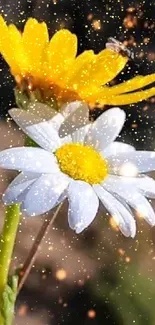 Close-up of vibrant daisies with glowing yellow petals.