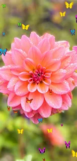 Close-up of dewy pink flower on blurred background.