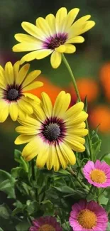 Bright yellow and pink flowers in a vibrant nature wallpaper.