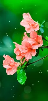 Pink blossoms with lush green background wallpaper.