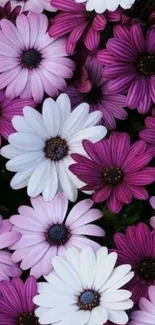 Vibrant purple and white daisy flowers in a seamless mobile wallpaper pattern.