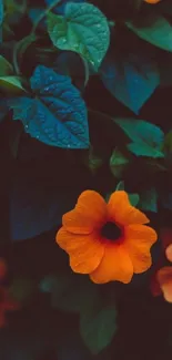 Elegant orange flowers with deep green leaves background.