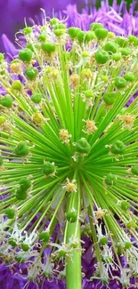 Vibrant green and purple allium flower mobile wallpaper.