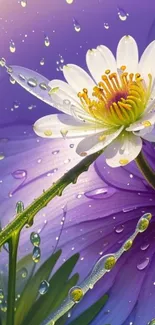 Vibrant purple daisy with dewdrops on petals.