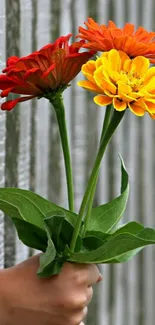 Hand holding vibrant zinnia flowers against a rustic fence backdrop.