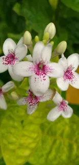 White and pink flowers with green leaves as mobile wallpaper backdrop.