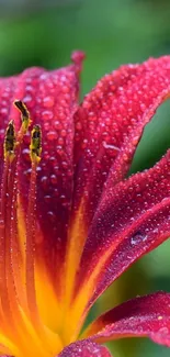 Close-up of a dewy red daylily flower against a green background.