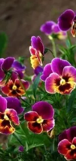 Vibrant purple and yellow pansies in a natural setting.