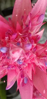 Close-up of vibrant pink tropical flowers with green leaves.