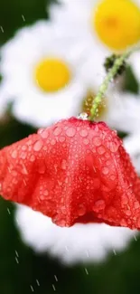 Red poppy and daisies with dewdrops in nature wallpaper.