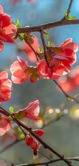 Pink blossoms on branches with soft blue sky background.